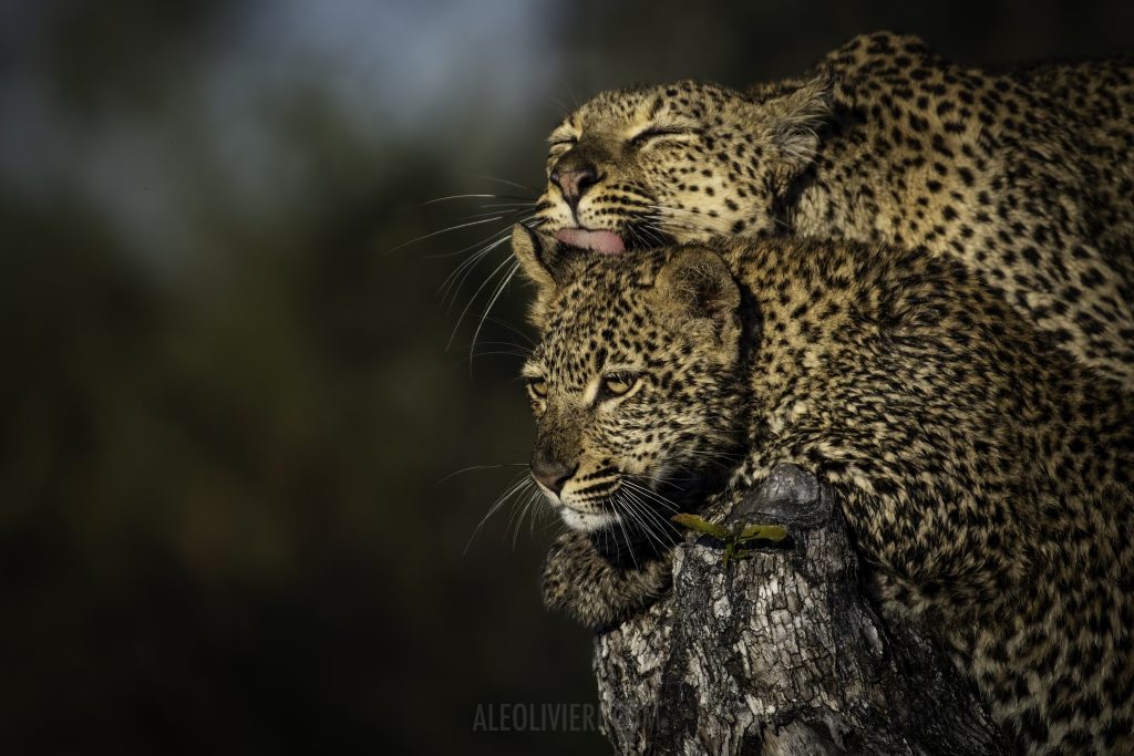 Leopard and cub on safari with Wandering Thru.