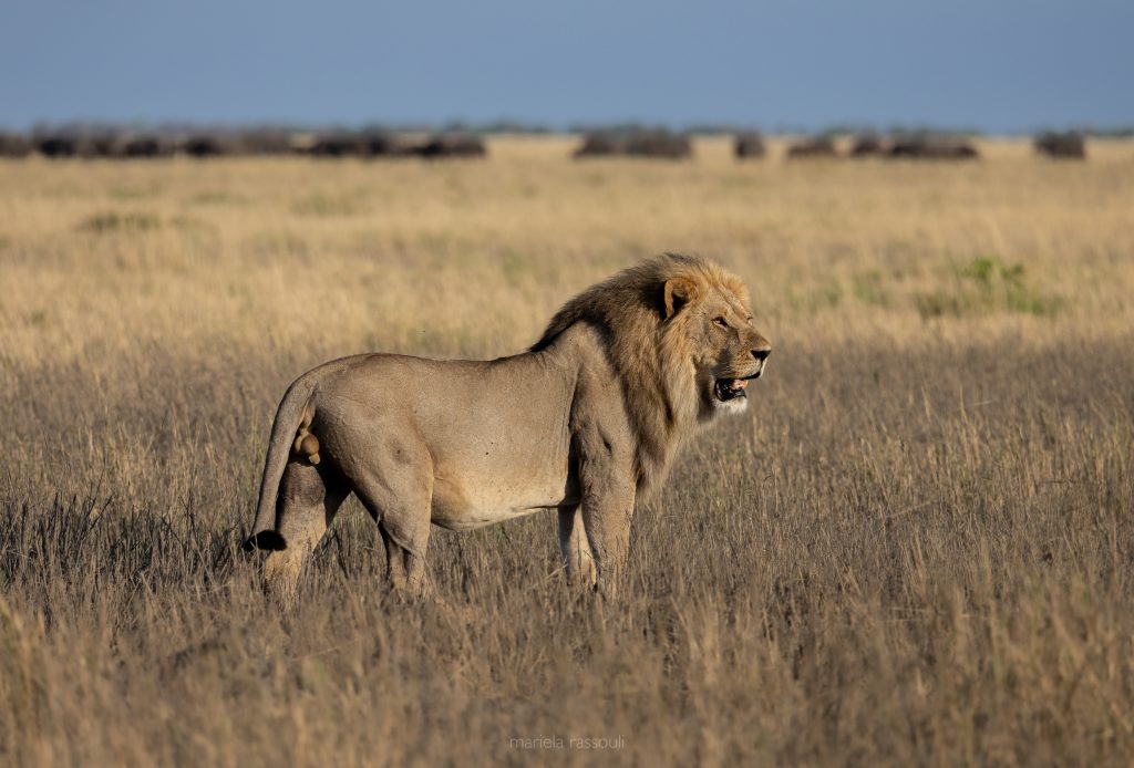 Male lion on safari with Wandering Thru.