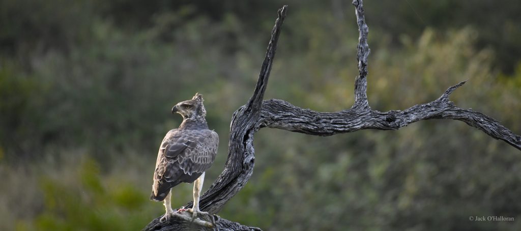 Eagle on safari with Wandering Thru