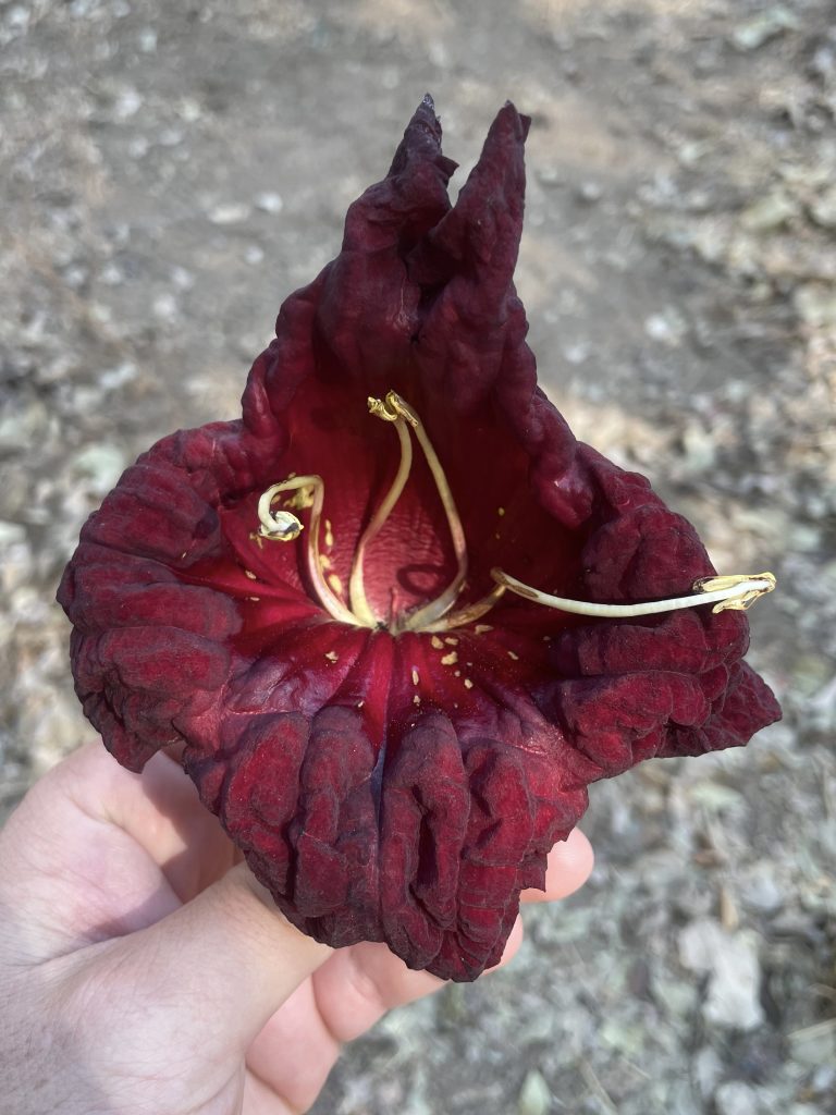 Flower on safari with Wandering Thru.