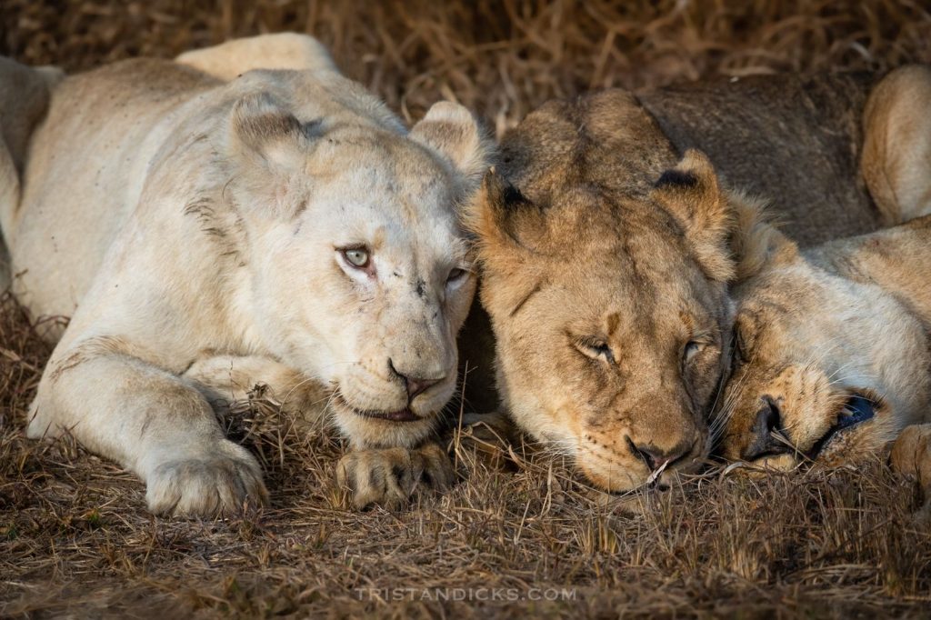 White lion on safari with Wandering Thru.