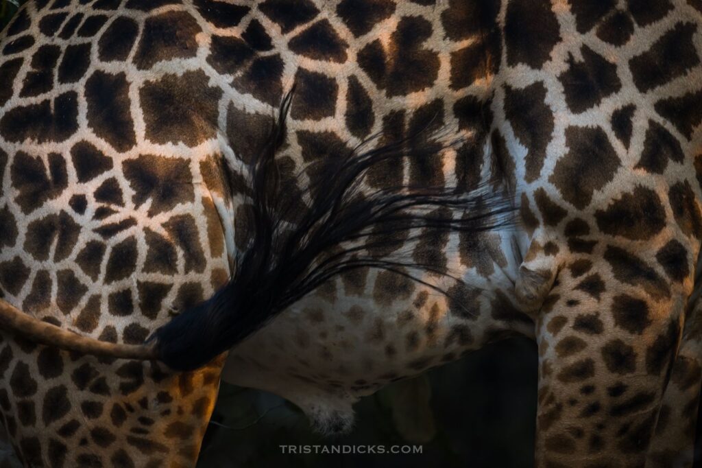 Giraffe : Walking with heads above the trees. African safari with Wandering Thru