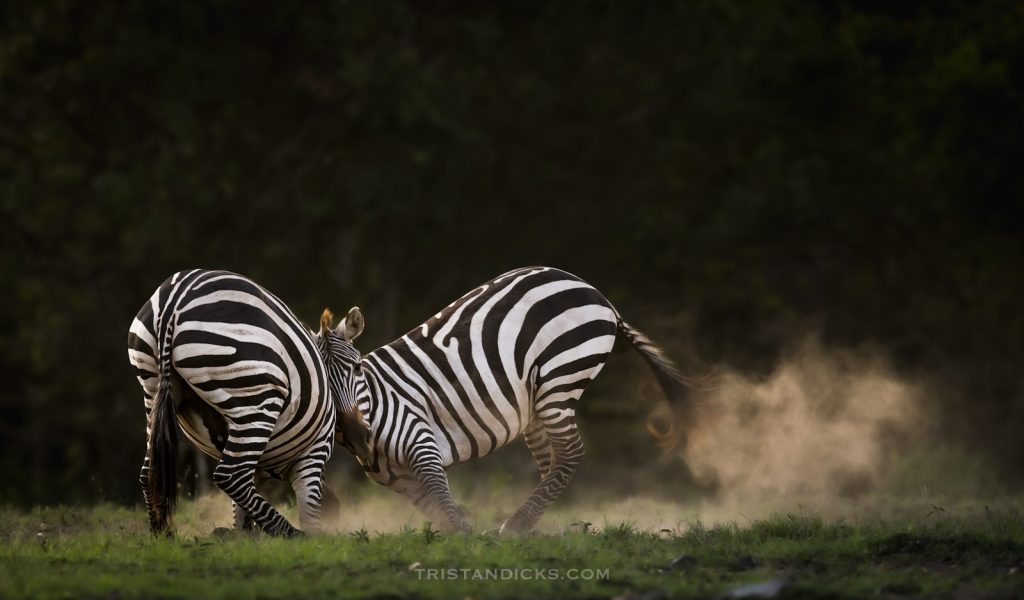 Zebra on safari with Wandering Thru.