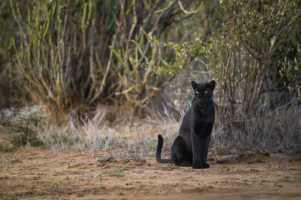 Giza - The Black Leopard. A privately guided safari from Wandering Thru