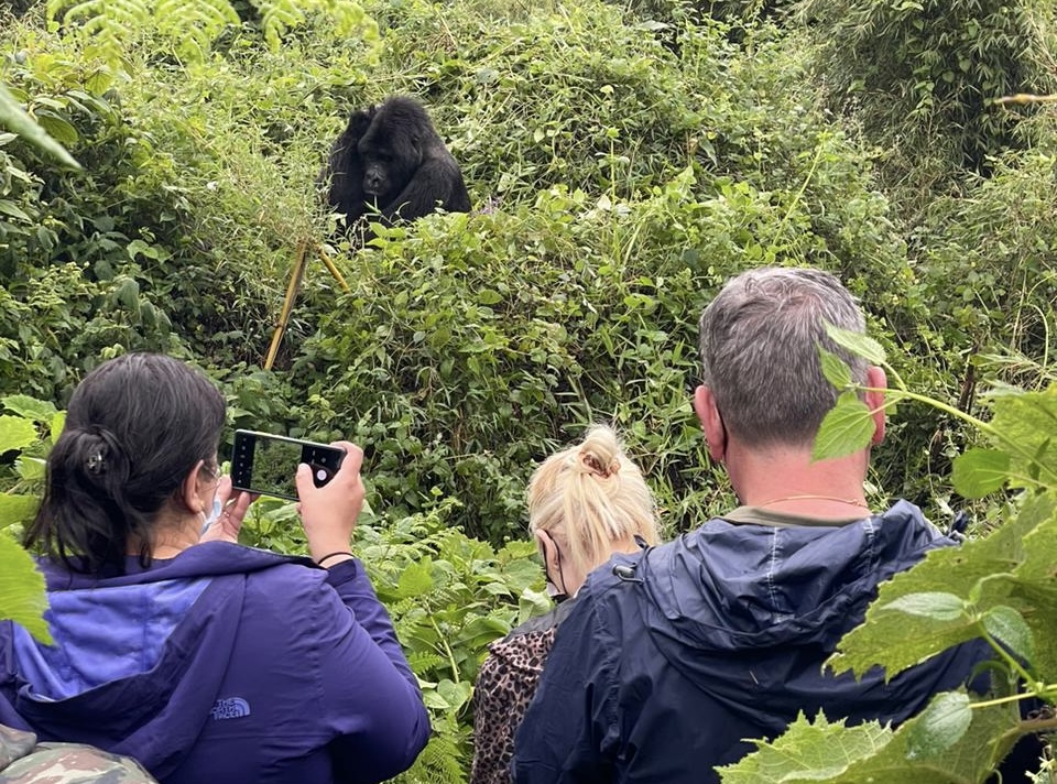 Gorilla trek on safari with Wandering Thru.