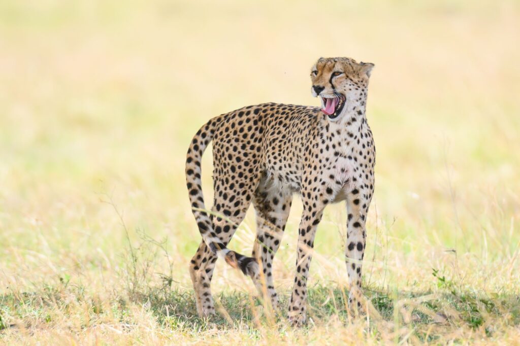 Kenya safari with Wandering Thru