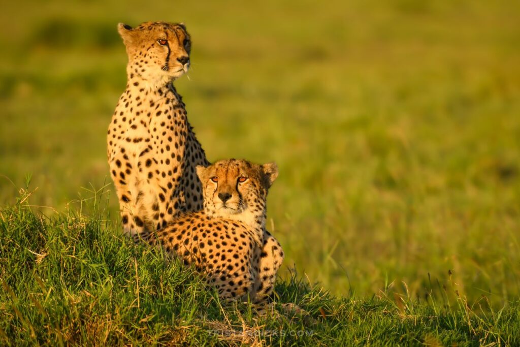 Cheetah on safari with Wandering Thru