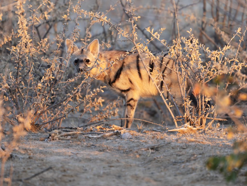 Aardwolf on safari with Wandering Thru in Namibia.