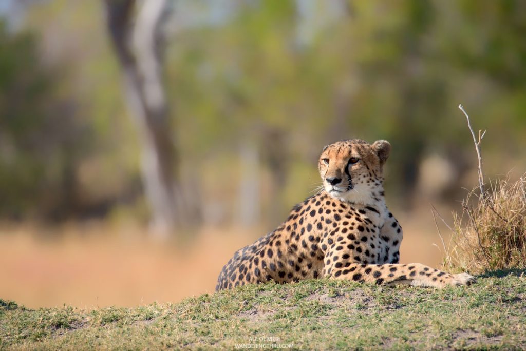 Cheetah on safari with WanderinThru.