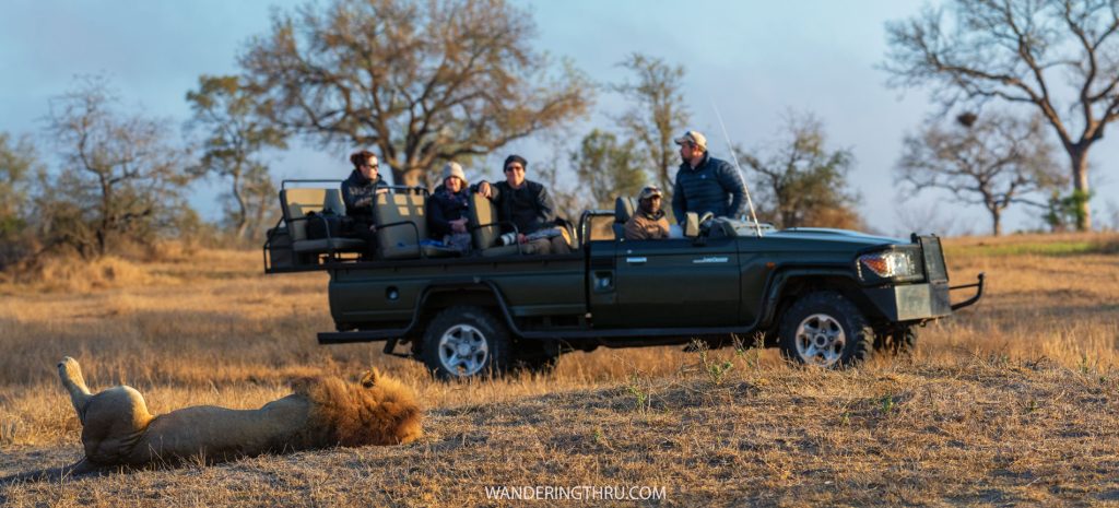 On game drive with Wandering Thru