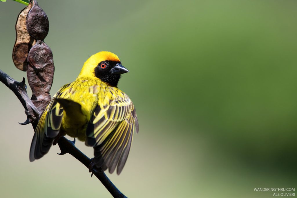 Male weaver bird on safari with Wandering Thru