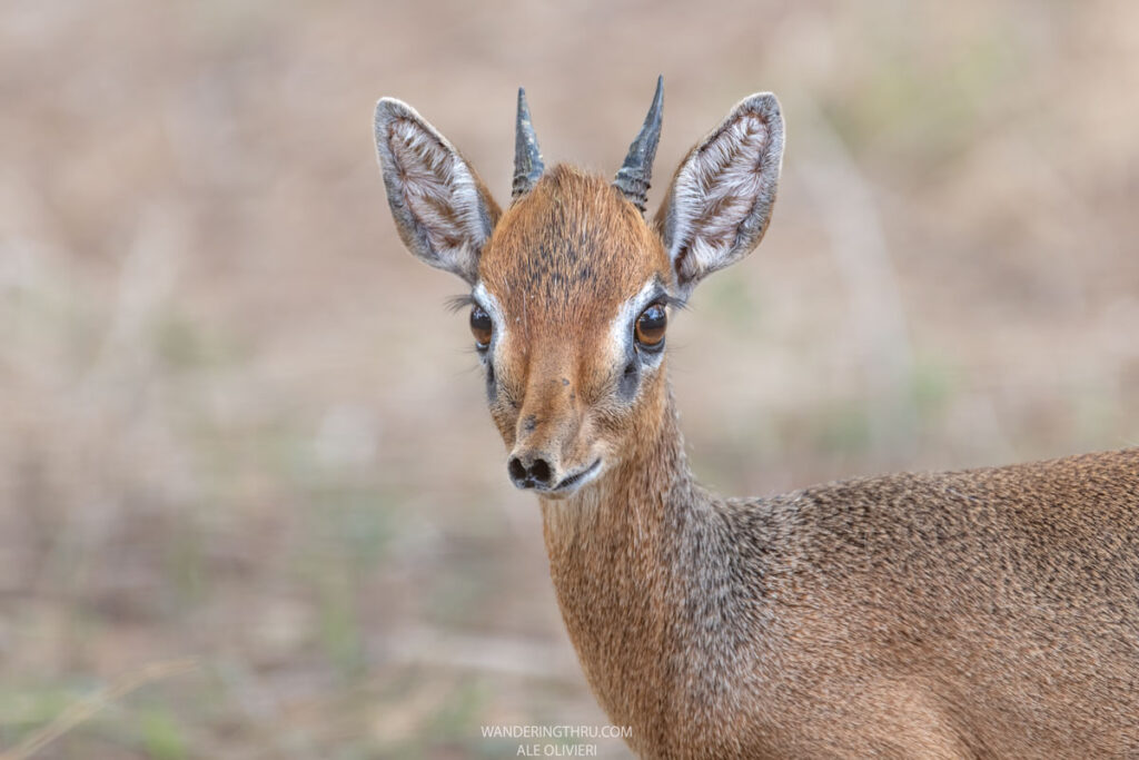 Dikdik on safari with WanderingThru