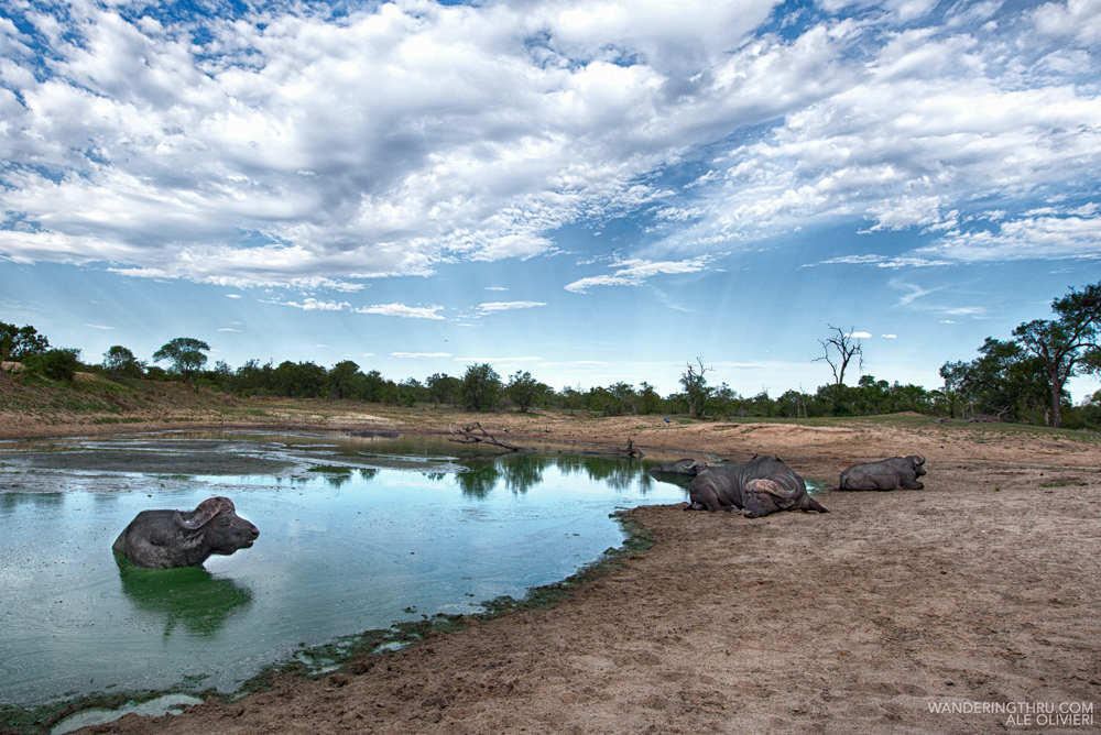 Buffalo bulls cooling down on safari with Wandering Thru
