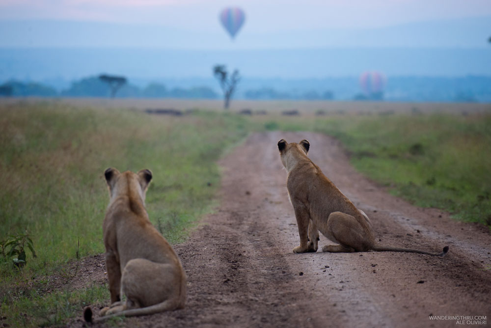 Balloon safari with Wandering Thru