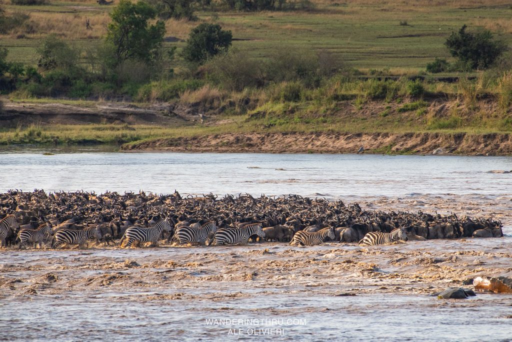 Migration crossing on safari with Wandering Thru.