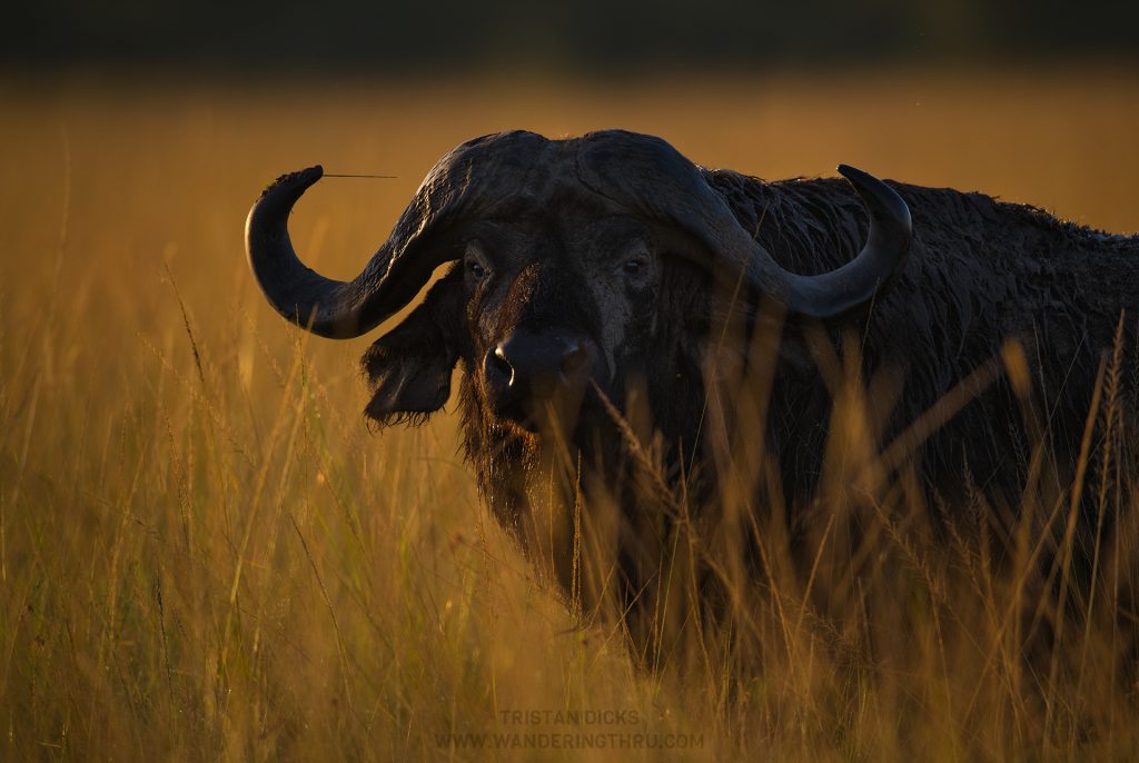 Buffalo bull on safari with Wandering Thru