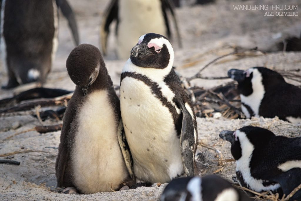 Penguins in Cape Town of safari with WanderingThru.