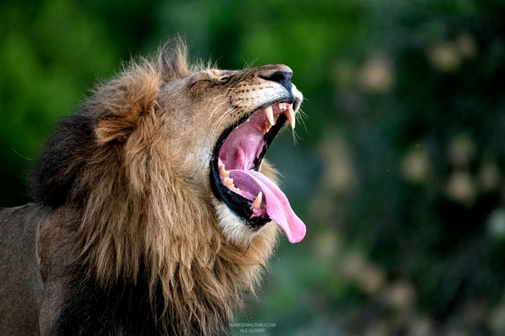 Lion on safari with Wandering Thru.