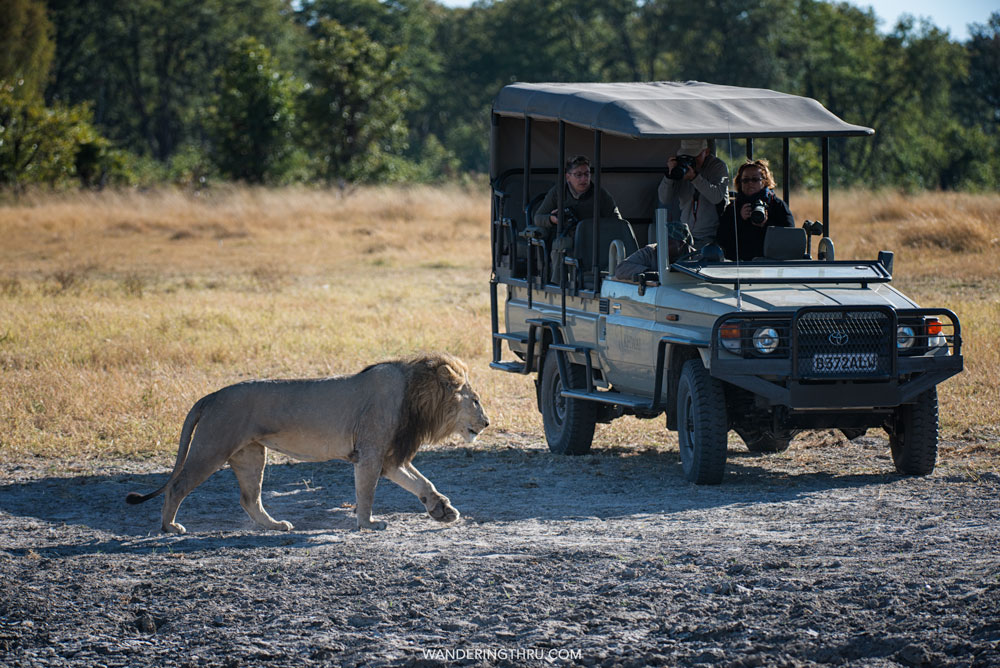 Lion on safari with Wandering Thru on safari.