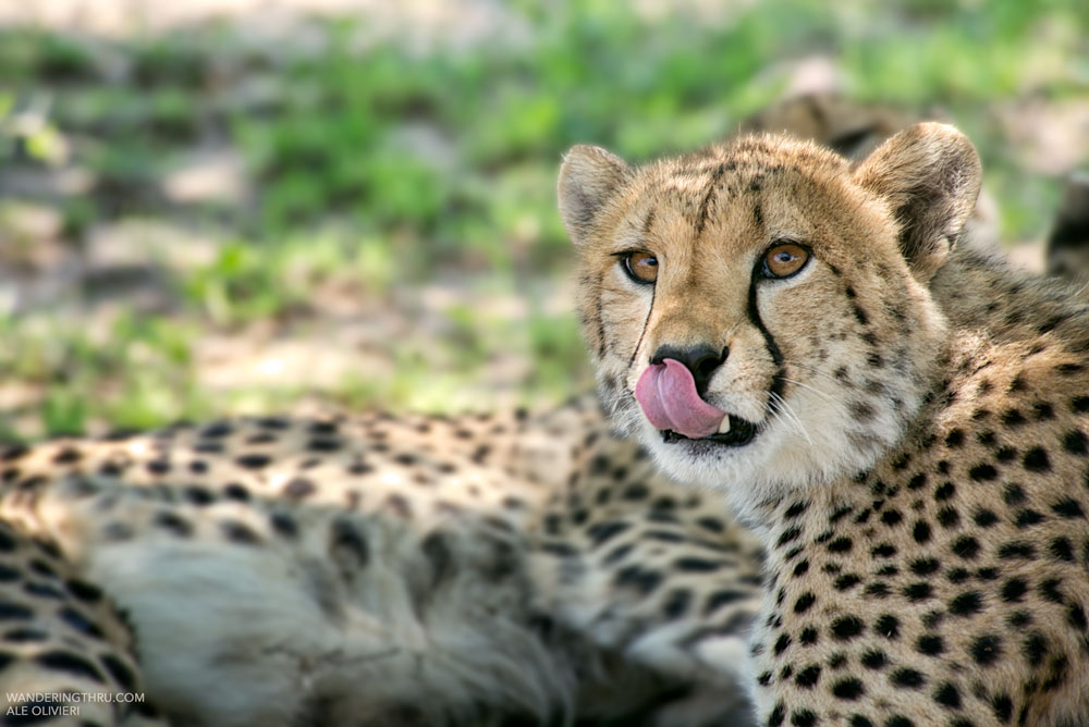 Cheetah on safari with Wandering Thru.