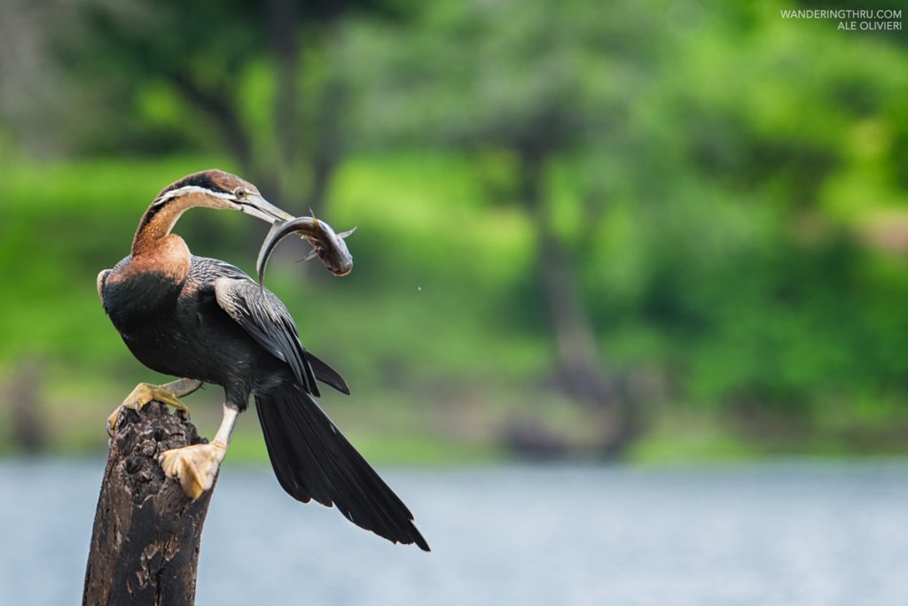 African darter on safari with Wandering Thru.