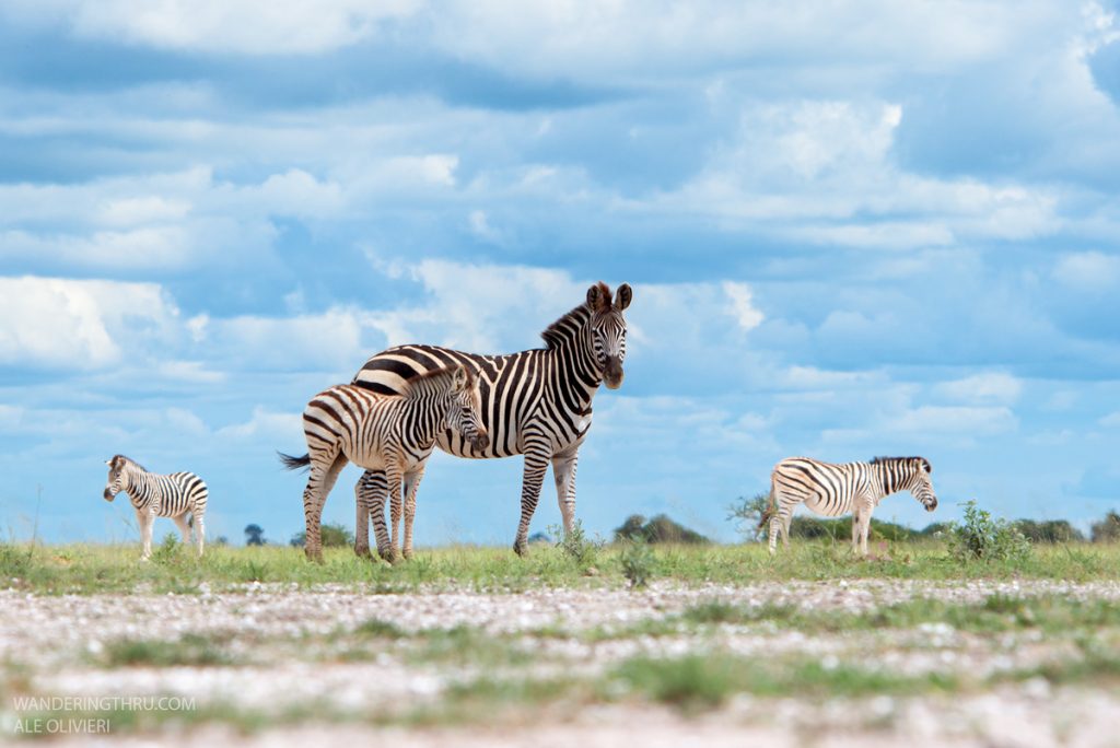 Zebra on safari with Wandering Thru