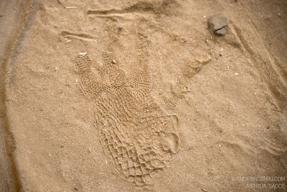 Crocodile track on safari with Wandering Thru,