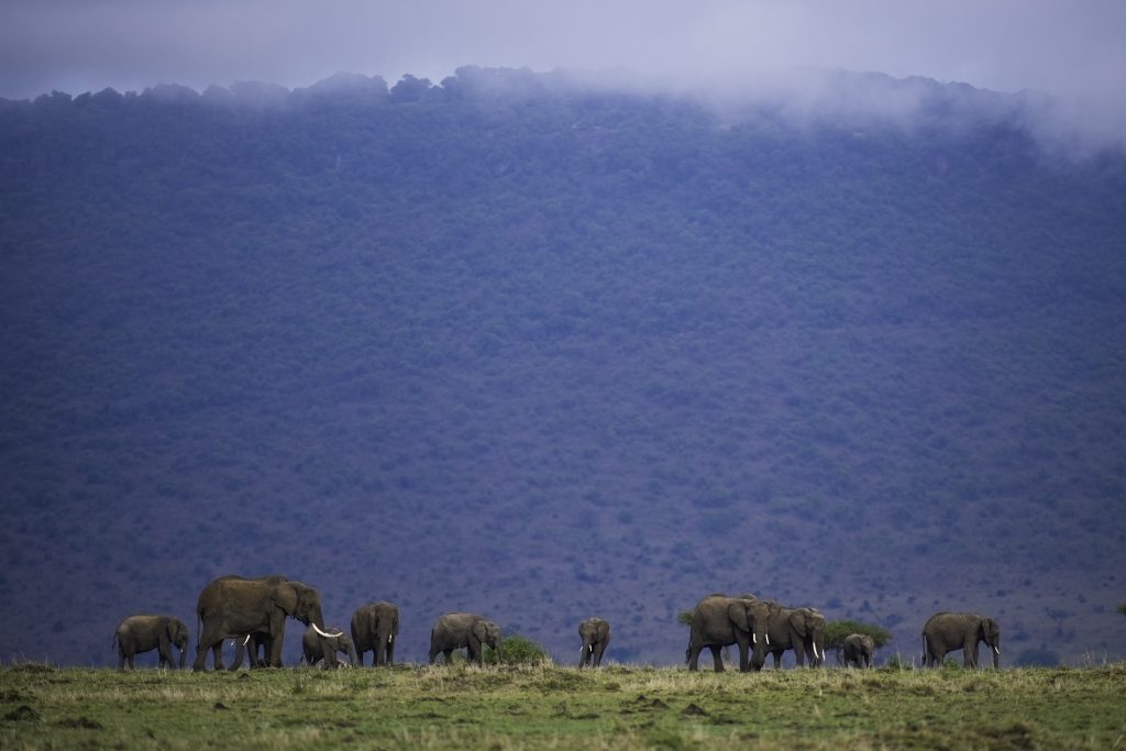 Elephants on safari with Wandering Thru.