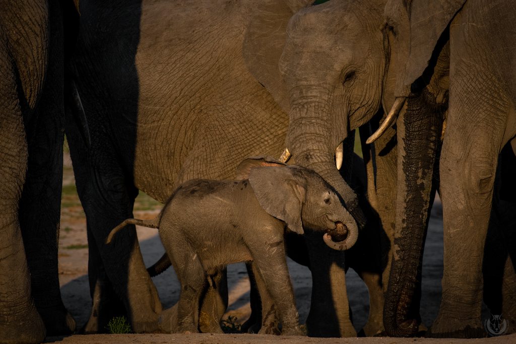 Elephant calf and herd on safari with Wandering Thru.