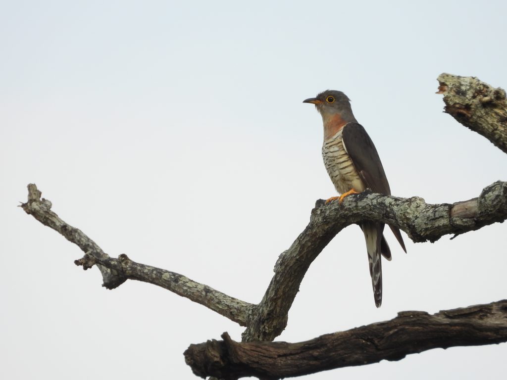 Cuckoo on safari with Wandering Thru.