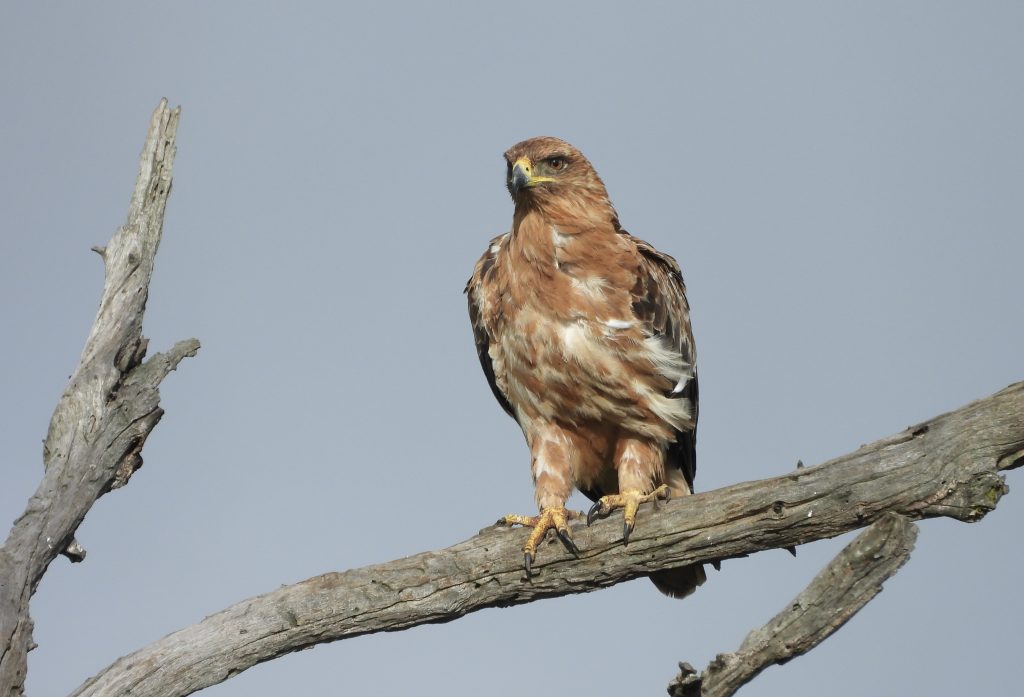 Tawny eagle on safari with Wandering Thru.