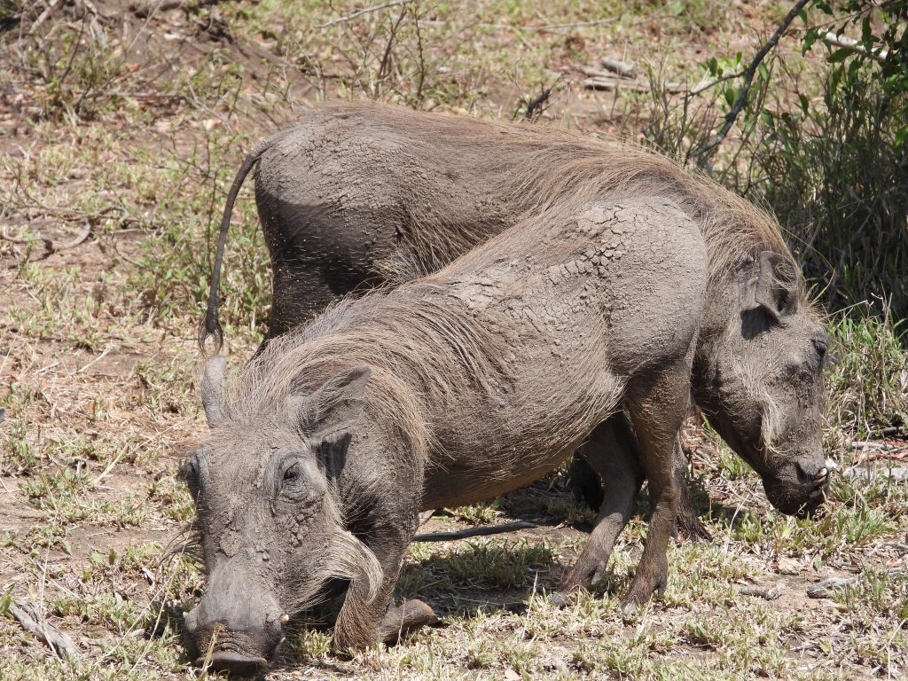 Warthogs eating on safari with Wandering Thru.