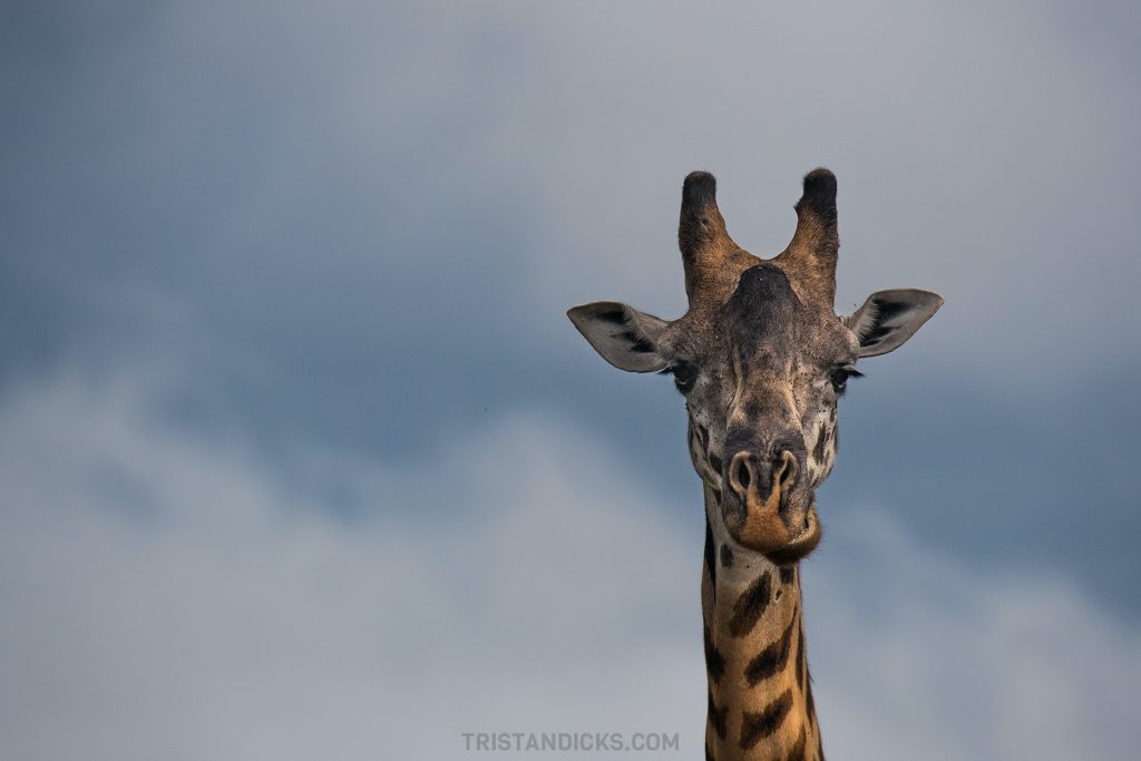 Giraffe bull on safari with Wandering Thru.