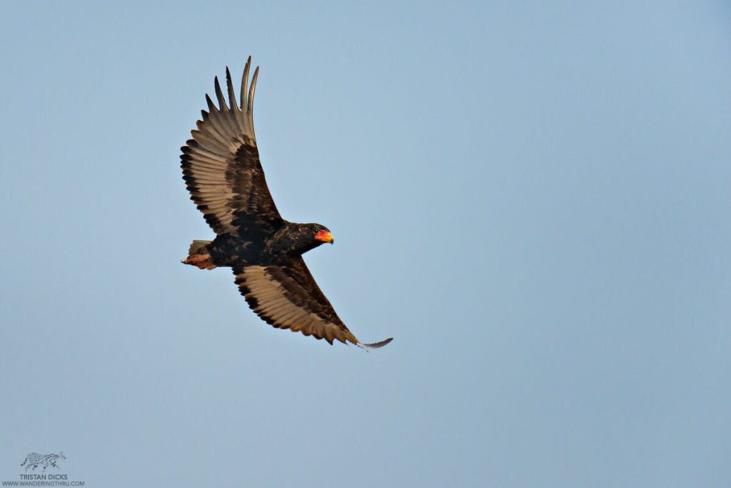 Bateleur in flight on safari with Wandering Thru