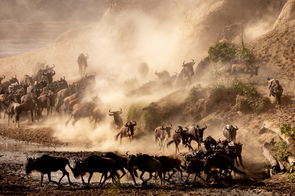 Wildebeest migration on safari with Wandering Thru