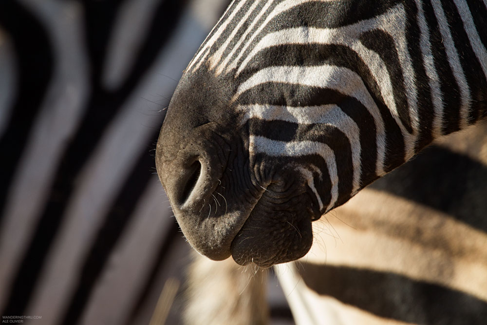 Zebra on safari with Wandering Thru