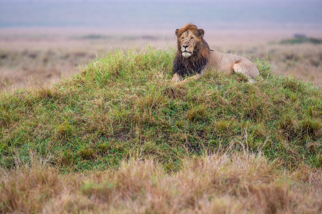 Male lion on safari with Wandering Thru.