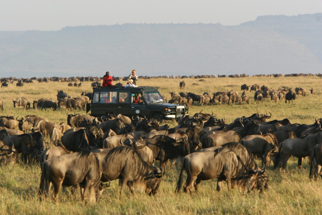East Africa or Southern Africa: The Ultimate Safari Question with WanderingThru