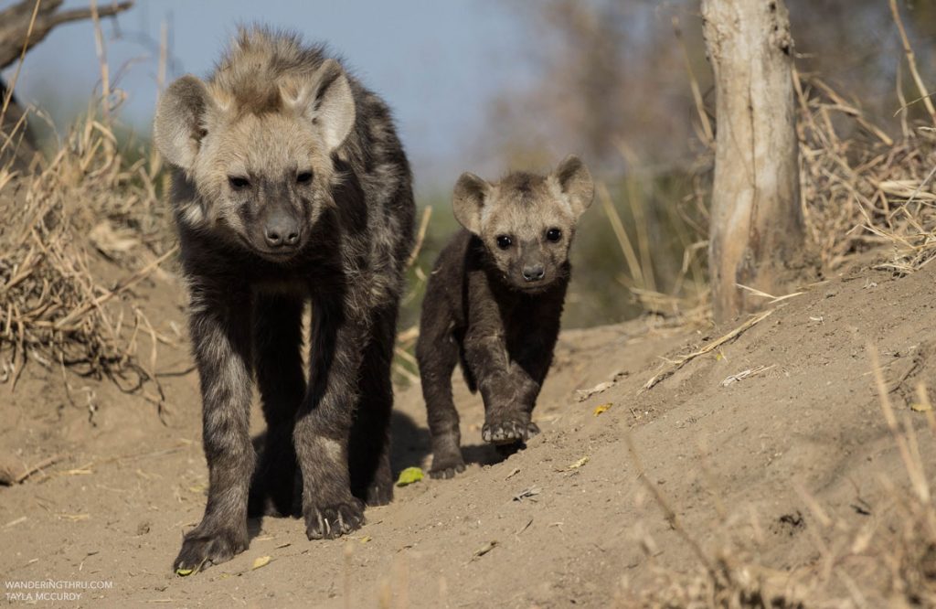 Hyena den on safari with Wandering Thru.
