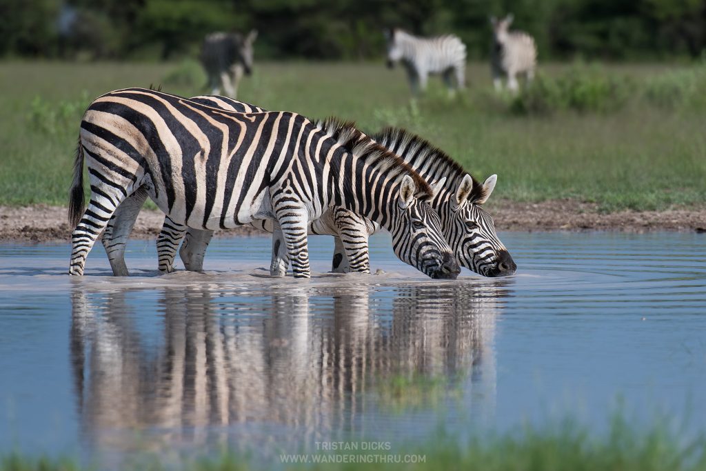 Zebra drinking on safari with Wandering Thru