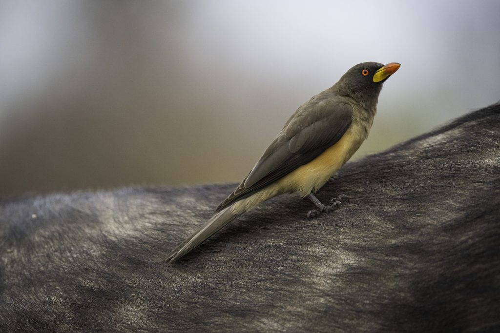 Birding on safari with Wandering Thru