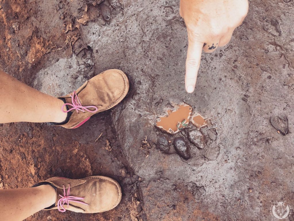 Lion tracks on safari with Wandering Thru.