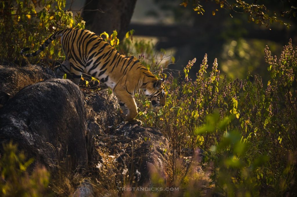 Tiger in India on safari with Wandering Thru.