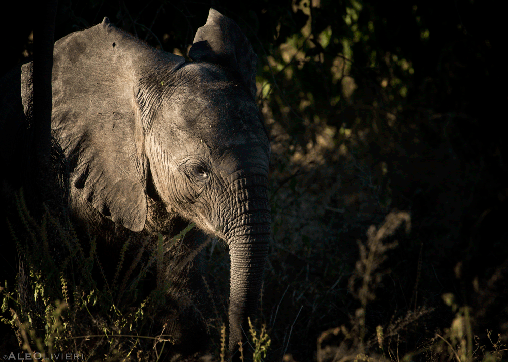 Elephant on safari with Wandering Thru.