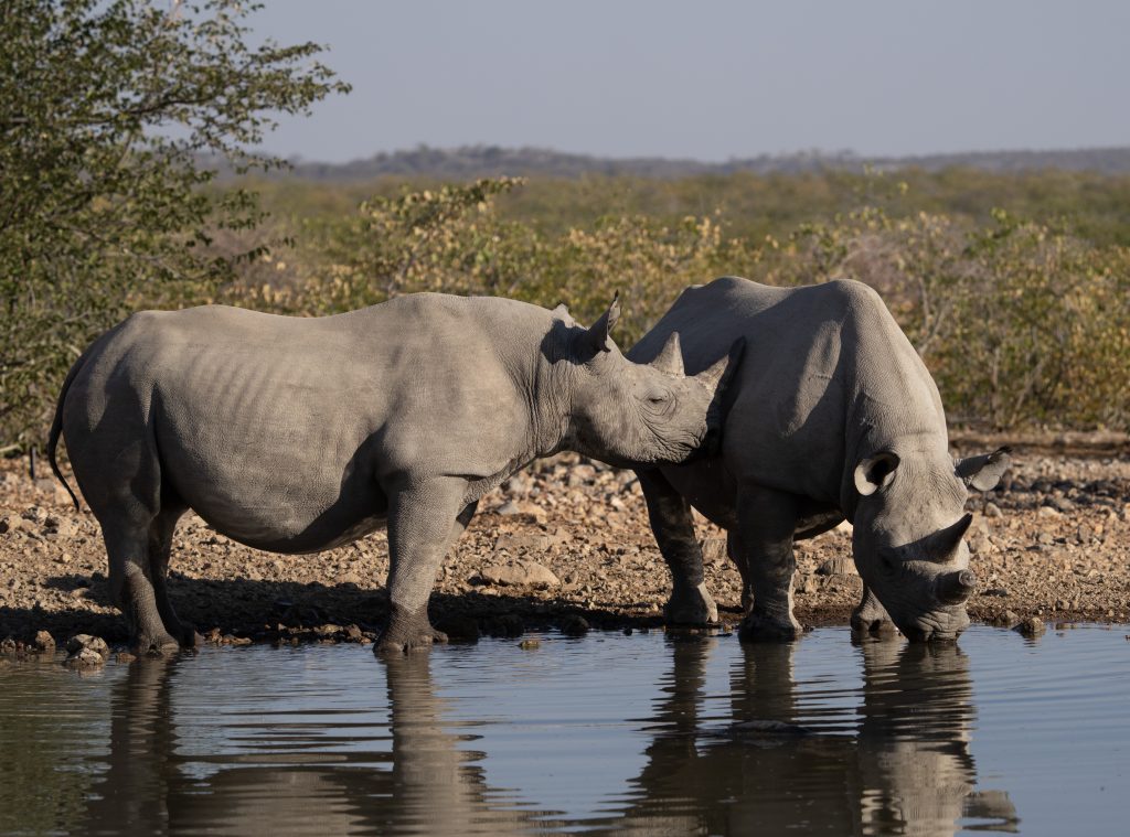 Black rhino on safari with Wandering Thru in Namibia.