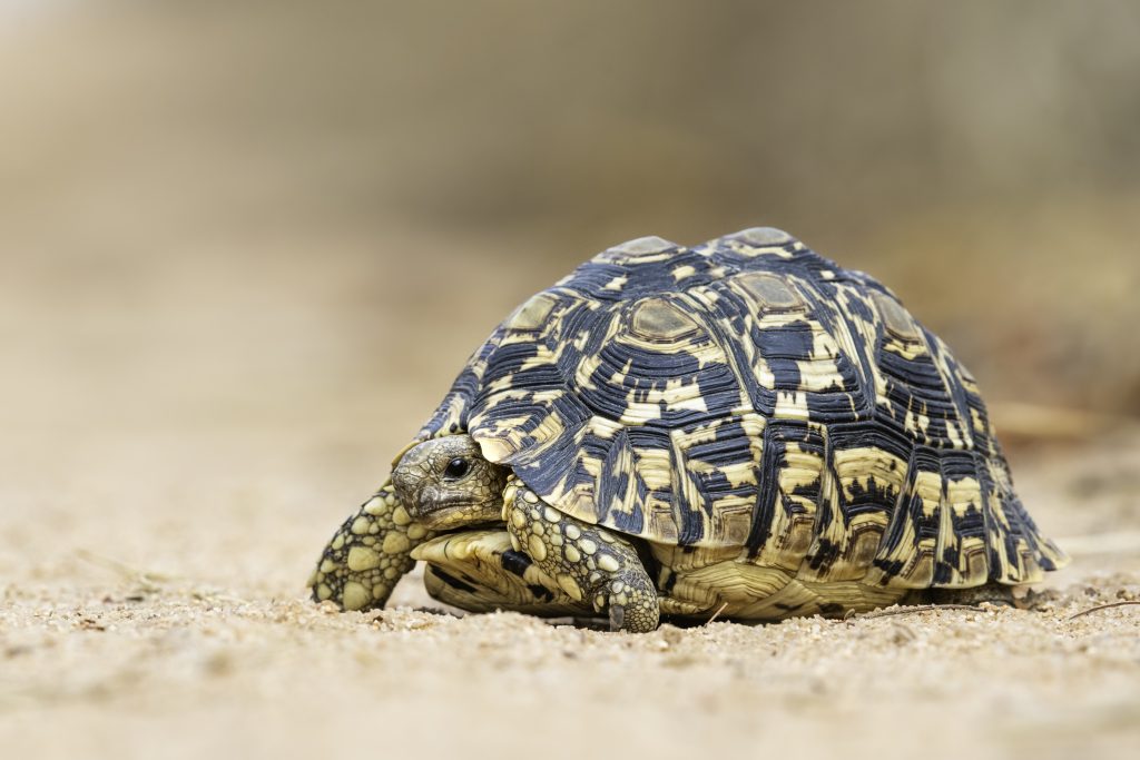 Tortoise on safari with Wandering Thru