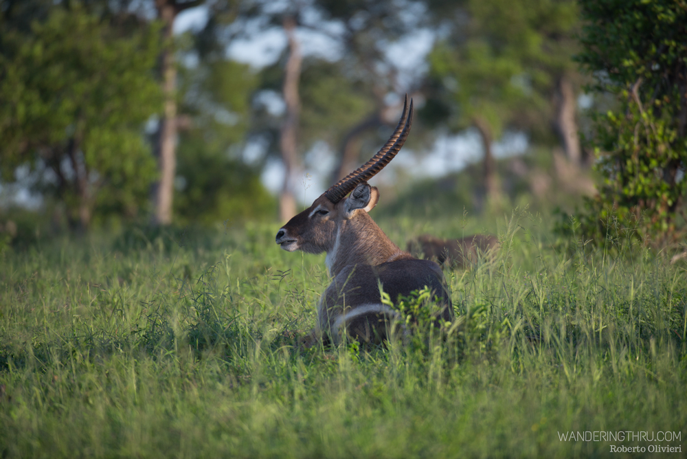 Waterbuck on safari with WanderingThre
