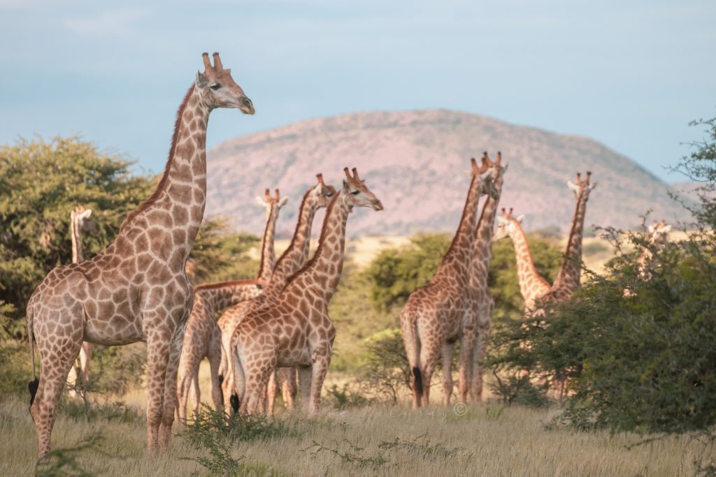 A herd of giraffe on safari with Wandering Thru