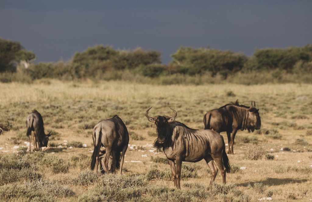 Wildebeest on safari with Wandering Thru