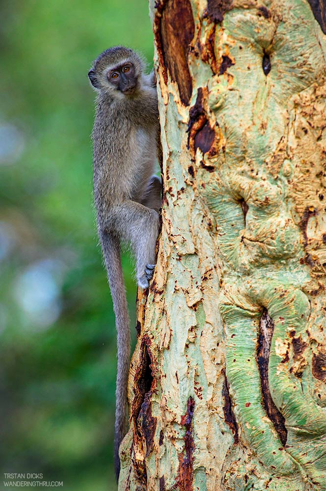 Monkey on safari with Wandering Thru.